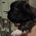 Black and White Male Puppy - a Shih Tzu puppy