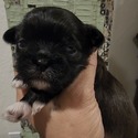 Black and White Male Puppy - a Shih Tzu puppy