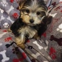 Yorkshire Terrier for sale