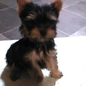 Yorkshire Terrier for sale