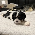 Sasha - a Cavalier King Charles Spaniel puppy