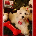 Teddy - a Miniature Schnauzer puppy