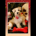 Teddy - a Miniature Schnauzer puppy