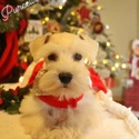 Ella Grace - a Miniature Schnauzer puppy