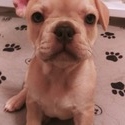 Vivian - a French Bulldog puppy