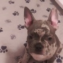 Debbie's AKC French Bulldogs owned by Debbie's AKC French Bulldogs