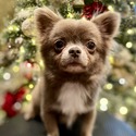 TIMMY - LILAC MICRO BOY - a Chihuahua puppy