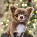 TIMMY - LILAC MICRO BOY - a Chihuahua puppy