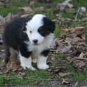 Fintan - a Miniature American Shepherd puppy