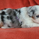 Toy aussie - a Miniature Australian Shepherd puppy