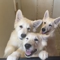 Three lovely ladies - a Berger Blanc Suisse puppy