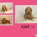 Girl #1 - a Goldendoodle puppy
