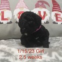 Royal Standard Poodle Puppies - a Poodle puppy