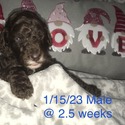 TRITON Royal Standard Poodle - a Poodle puppy
