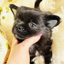 GEORGE - a Chihuahua puppy