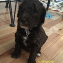 TRITON Royal Standard Poodle - a Poodle puppy