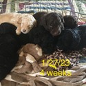 TRITON Royal Standard Poodle - a Poodle puppy