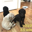Royal Standard Poodle Puppies - a Poodle puppy