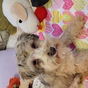 Rose - a Miniature Schnauzer puppy