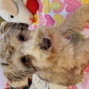 Rose - a Miniature Schnauzer puppy