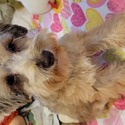 Rose - a Miniature Schnauzer puppy