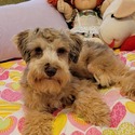 Rose - a Miniature Schnauzer puppy