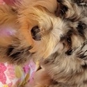 Sarah - a Miniature Schnauzer puppy