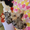 Sarah - a Miniature Schnauzer puppy