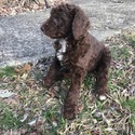 TRITON Royal Standard Poodle - a Poodle puppy