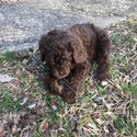 TRITON Royal Standard Poodle - a Poodle puppy
