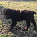 PROTEUS Royal Standard Poodle - a Poodle puppy