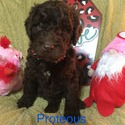 PROTEUS Royal Standard Poodle - a Poodle puppy