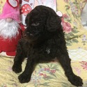 PROTEUS Royal Standard Poodle - a Poodle puppy