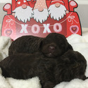 PROTEUS Royal Standard Poodle - a Poodle puppy