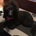 BRIZO Royal Standard Poodle - a Poodle puppy