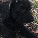 BRIZO Royal Standard Poodle - a Poodle puppy