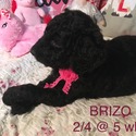 BRIZO Royal Standard Poodle - a Poodle puppy