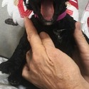 BRIZO Royal Standard Poodle - a Poodle puppy