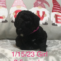 BRIZO Royal Standard Poodle - a Poodle puppy