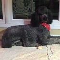 ATHENA Royal Standard Poodle - a Poodle puppy