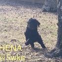 ATHENA Royal Standard Poodle - a Poodle puppy