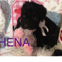 ATHENA Royal Standard Poodle - a Poodle puppy