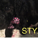 STYZ Royal Standard Poodle - a Poodle puppy