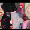 STYZ Royal Standard Poodle - a Poodle puppy