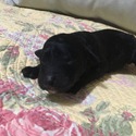 STYZ Royal Standard Poodle - a Poodle puppy