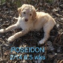 Royal Standard Poodle Puppies - a Poodle puppy