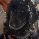 STYZ Royal Standard Poodle - a Poodle puppy