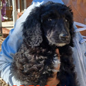 BRIZO Royal Standard Poodle - a Poodle puppy