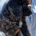 BRIZO Royal Standard Poodle - a Poodle puppy