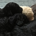 BRIZO Royal Standard Poodle - a Poodle puppy